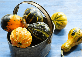 variety of winter squashes