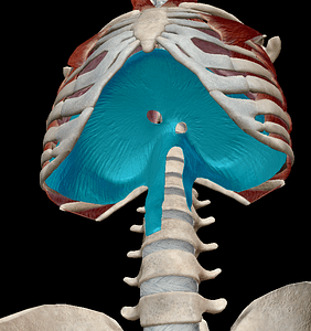 Back pain diaphragm